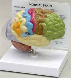Amazing Facts about Human Brain
