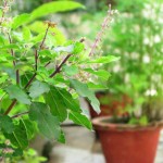 holyness_of_tulsi_classiblogger_image