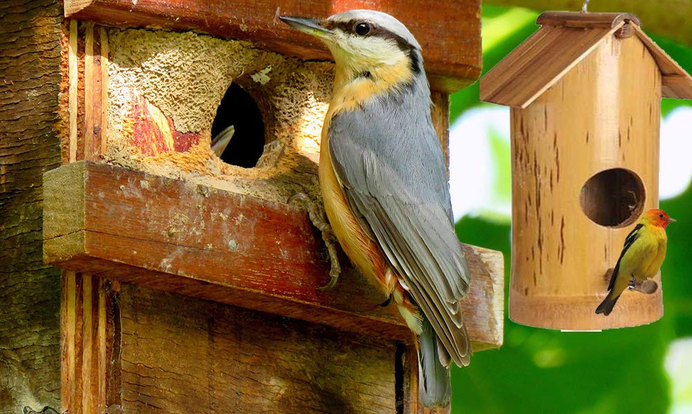 Beautiful Bamboo With Wood Bird Nest Pets Classi Blogger