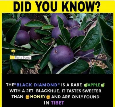 Black Diamond-A Rare Apple-Did you know-classiblogger