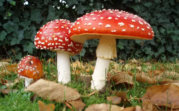 Delving into the Ancient Tradition of Amanita Mushrooms' Psychedelic Use-classiblogger
