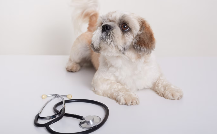 5 Reasons Why Pet Insurance is a Smart Idea-classiblogger uni updates 3