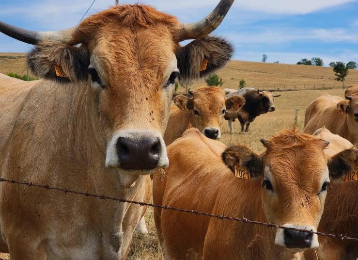 5 Tips for Feeding Livestock to Maximize Profit-classiblogger uni updates 1