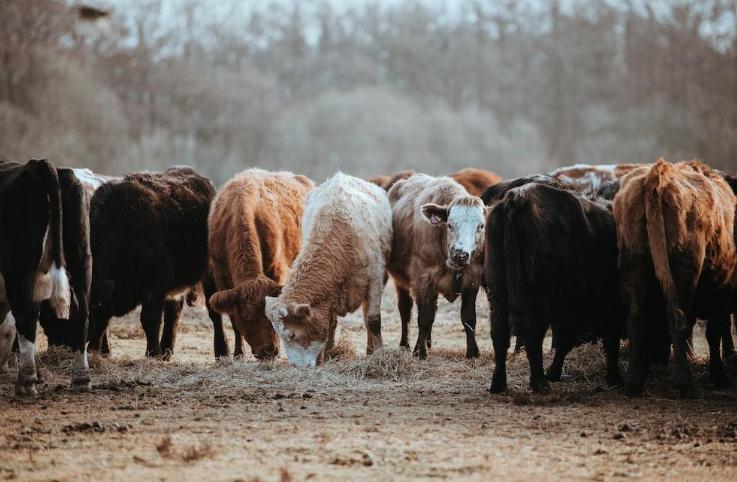 5 Tips for Feeding Livestock to Maximize Profit-classiblogger uni updates 2