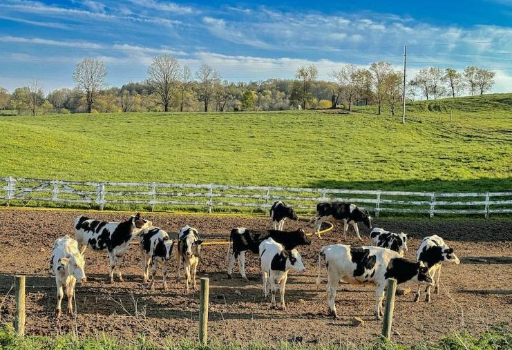 5 Tips for Feeding Livestock to Maximize Profit-classiblogger uni updates 3