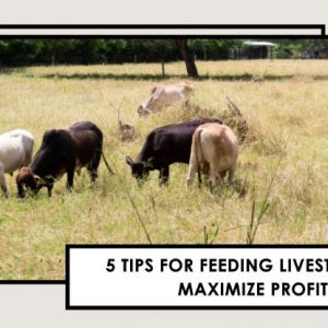 5 Tips for Feeding Livestock to Maximize Profit-classiblogger uni updates