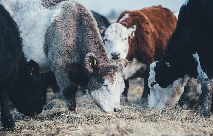 5 Tips for Feeding Livestock to Maximize Profit-classiblogger uni updates 4