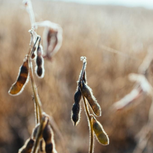 From Field To Fork-Technology's Role In Crafting Innovative Soy Delights-classiblogger uni updates 1