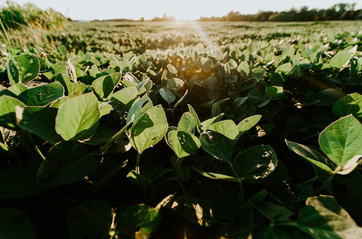 From Field To Fork-Technology's Role In Crafting Innovative Soy Delights-classiblogger uni updates 2