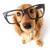 brain training 4 dogs-dog training-classiblogger web directory-list of web directory-digital products